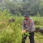 Ladang Ganja di Gayo