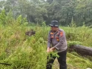 Ladang Ganja di Gayo