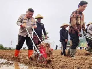 Kabaharkam Tanam Jagung