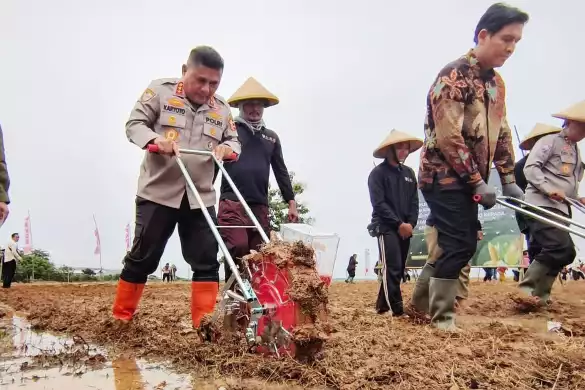 Kabaharkam Tanam Jagung